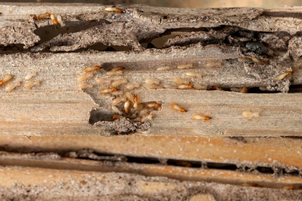 Best Insect Control  in Mount Pleasant, TN