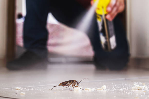 Best Termite Control Services  in Mount Pleasant, TN